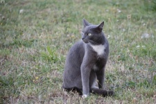 Gray Cat Turning Its Head
