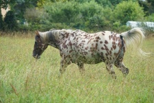 Dapple Horse