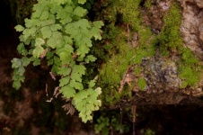 Close-up Maidenhair Fern And Moss