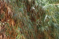 Close-up Of Reeds Growing At Water