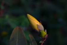 Closed Yellow Hypericum Flower Bud