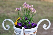 Colorful Flowers In White Pot