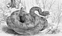 Common Rattlesnake