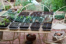 Covered Seedlings On A Garden Table