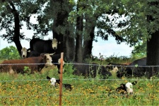 Cows And Calves In Wildflowers