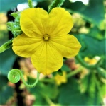 Cucumber Flower Bloom And Tendril