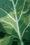 Cutout Image Of Veined Leaf