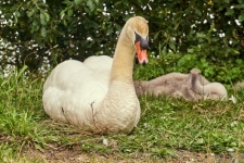 Swan Lying Down