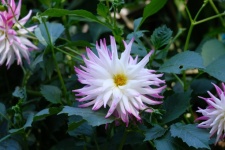 Dahlia, White Flower