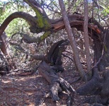 Deformed Bent Branch Of Tree