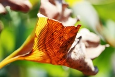 Discolored Ginkgo Biloba Leaf