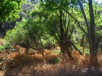 Dry Grass Under Tall Evergreen Tree