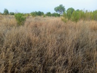 Dry Grassland