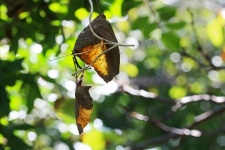 Dry Leaves Hanging From Silk Thread