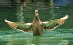 Duck Flapping Its Wings In A Lake