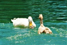 Ducks Mating In Lake