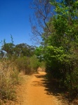 Dusty Hiking Path Alongside Trees