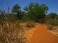 Dusty Trail In A Nature Reserve