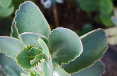Effect Added To Green Succulent