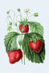 Strawberry Fruit Vintage Art
