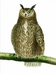 Owl Vintage Art Old