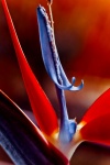 Exotic Flower Strelicium