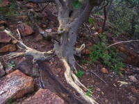 Exposed Roots Of Large-leaved Fig
