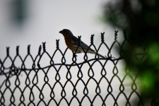 Finch On A Fence