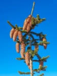 Fir Cones On A Tree
