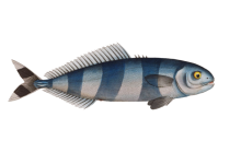 Fish Mackerel Vintage Clipart