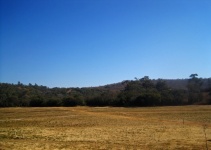 Flat Field With Distant Tree Linea
