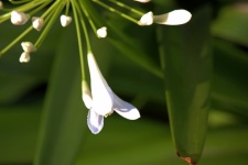 Flower Buds On White Agapanthus