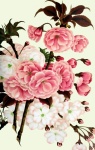 Flowering Cherry Blossom Vintage