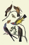 Flycatcher Birds Vintage Poster