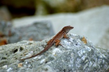 Gecko Lizard Background