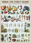 Vegetables Fruits Fruits Vintage