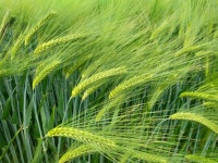 Barley Wheat Rye Field