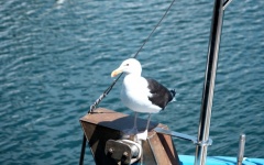 Gull On A Boat