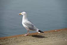 Gull Turned Towards The Sea