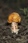 Gold Amanita Mushroom Portrait