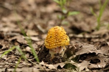 Gold Amanita Mushroom