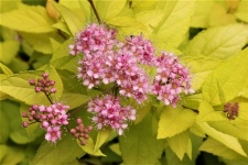 Gold Spiraea With Pink Flowers
