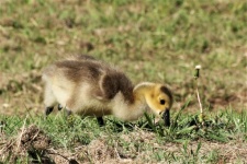 Goose Gosling In Grass