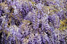 Clusters Of Wisteria