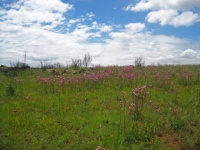 Grassland With Invasive Pink Flower