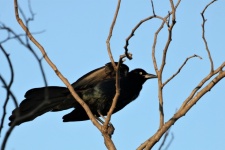 Great-tailed Grackle Bird In Tree 2