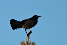 Great-tailed Grackle In Pine Tree