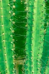 Green Cactus Detail