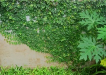 Green Creeper Covering A Wall