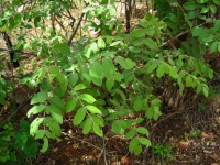 Green Foliage On Branches In Shade